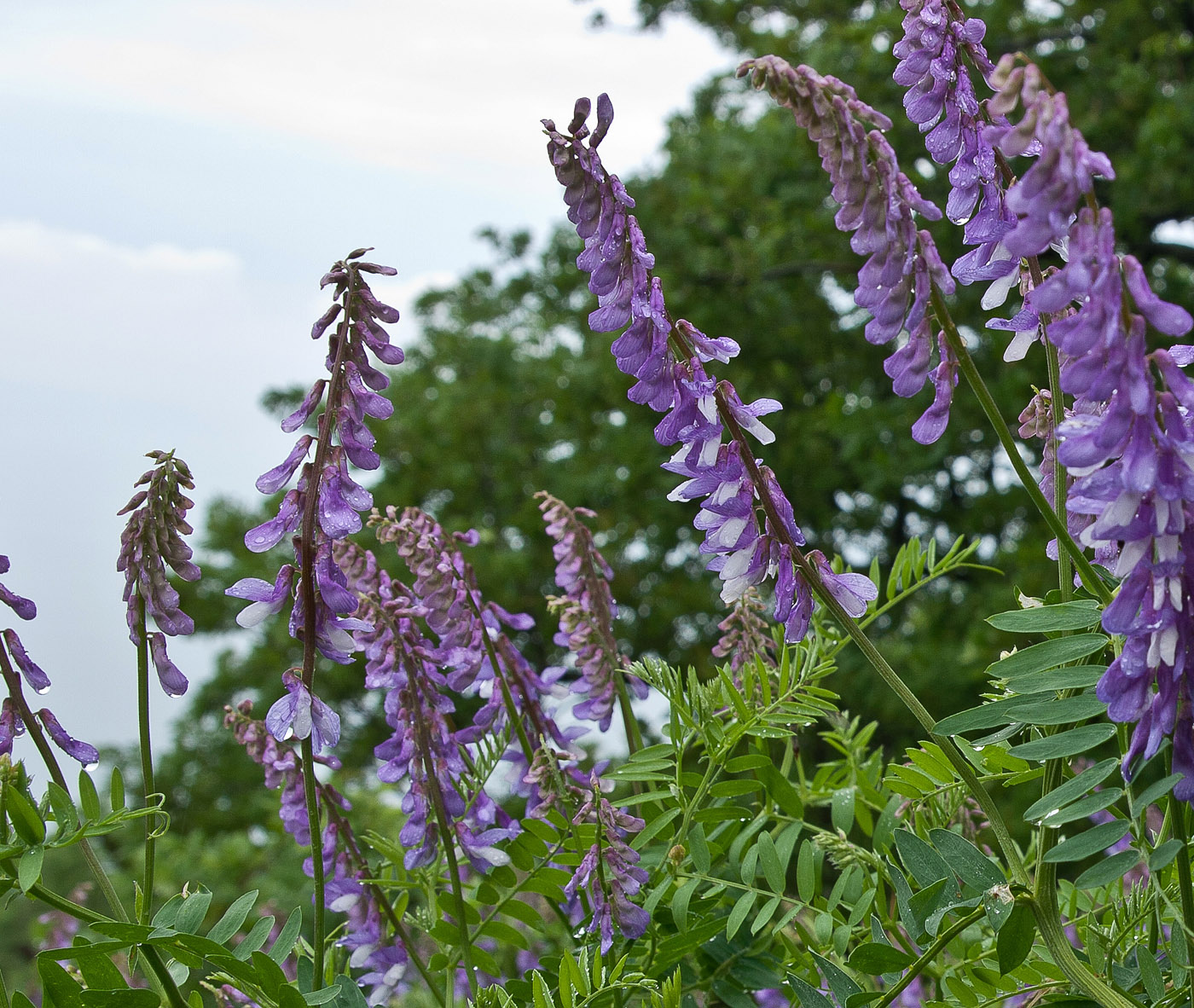 Изображение особи Vicia boissieri.