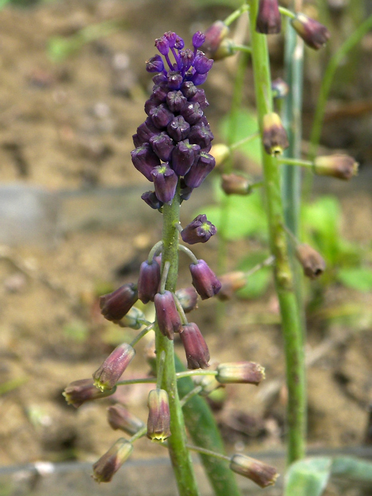 Image of Leopoldia weissii specimen.