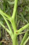 Crambe pinnatifida