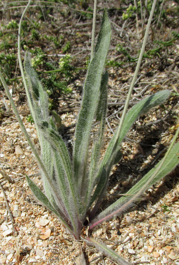 Изображение особи Plantago dubia.