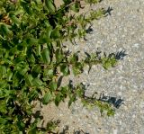 Gypsophila perfoliata