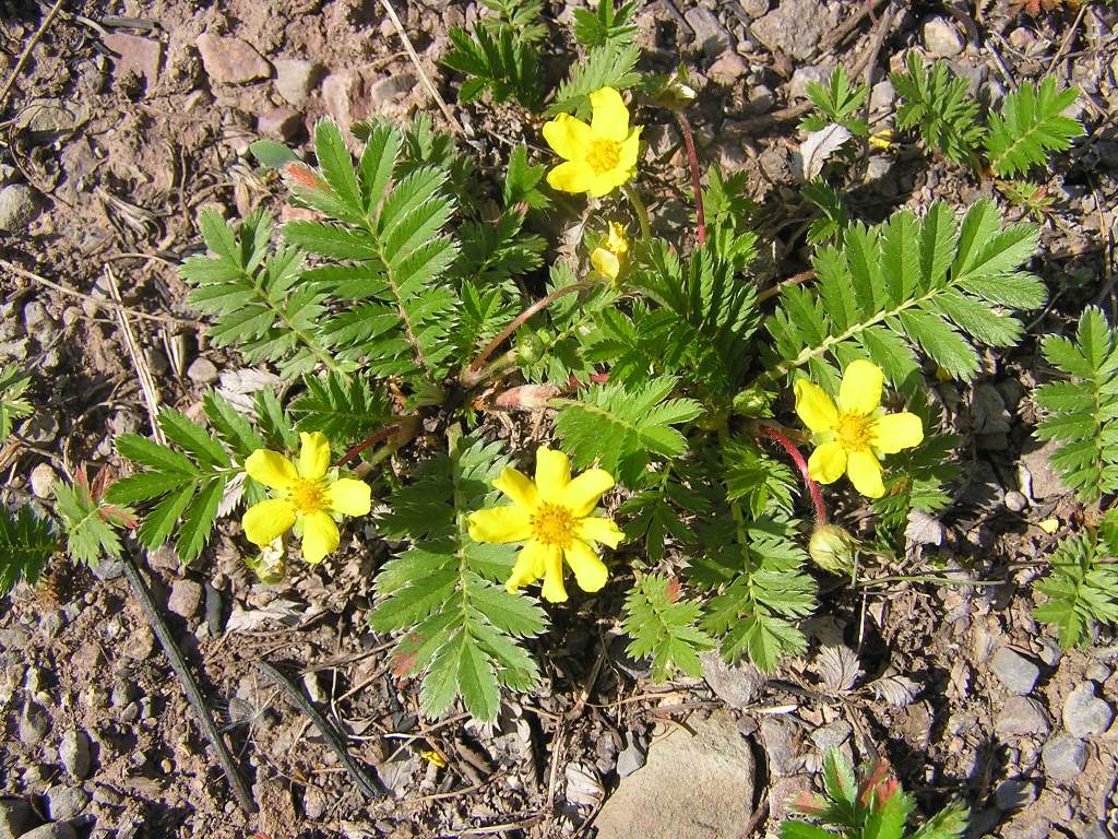 Image of Potentilla anserina specimen.