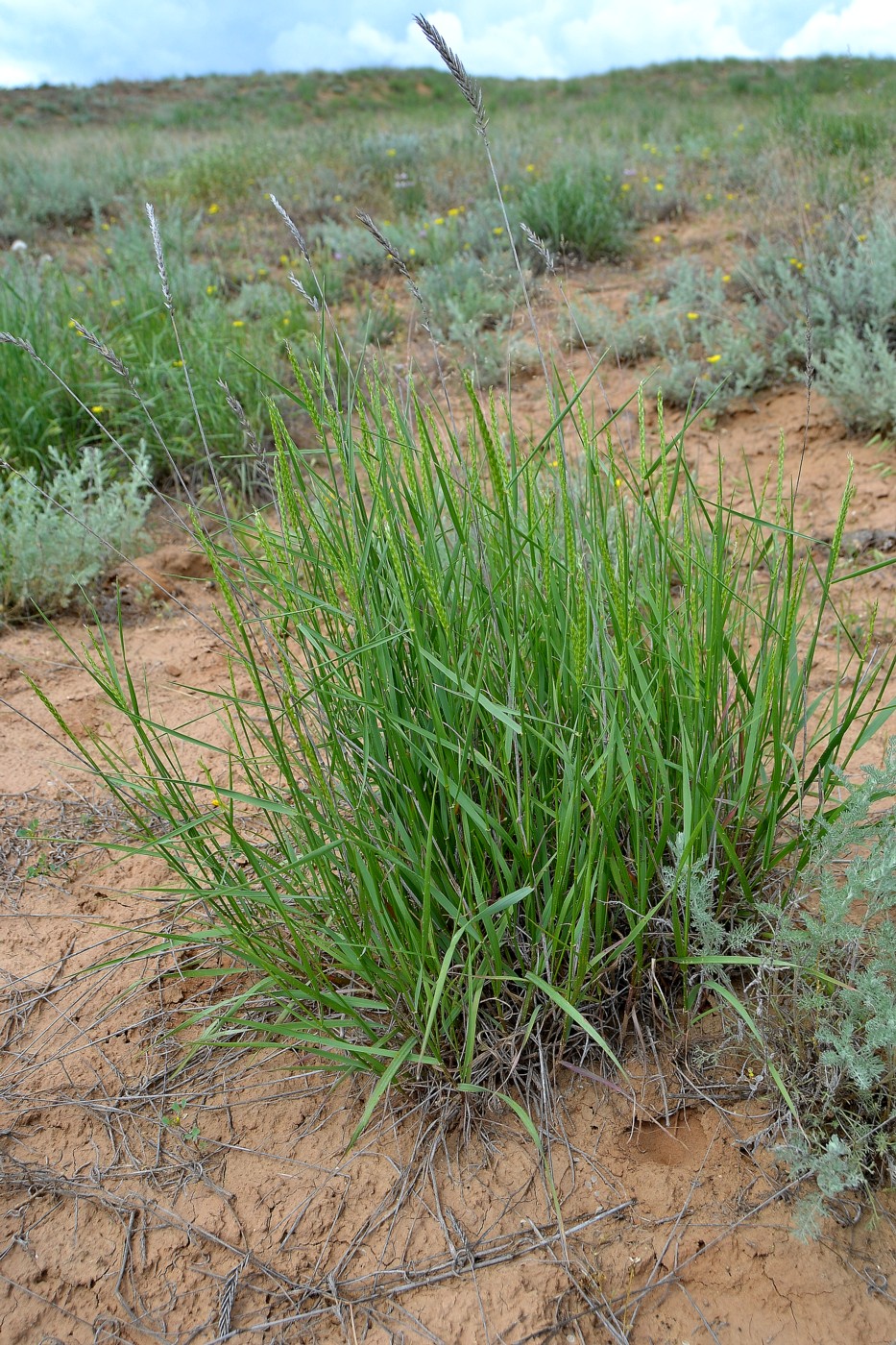 Изображение особи Psathyrostachys juncea.