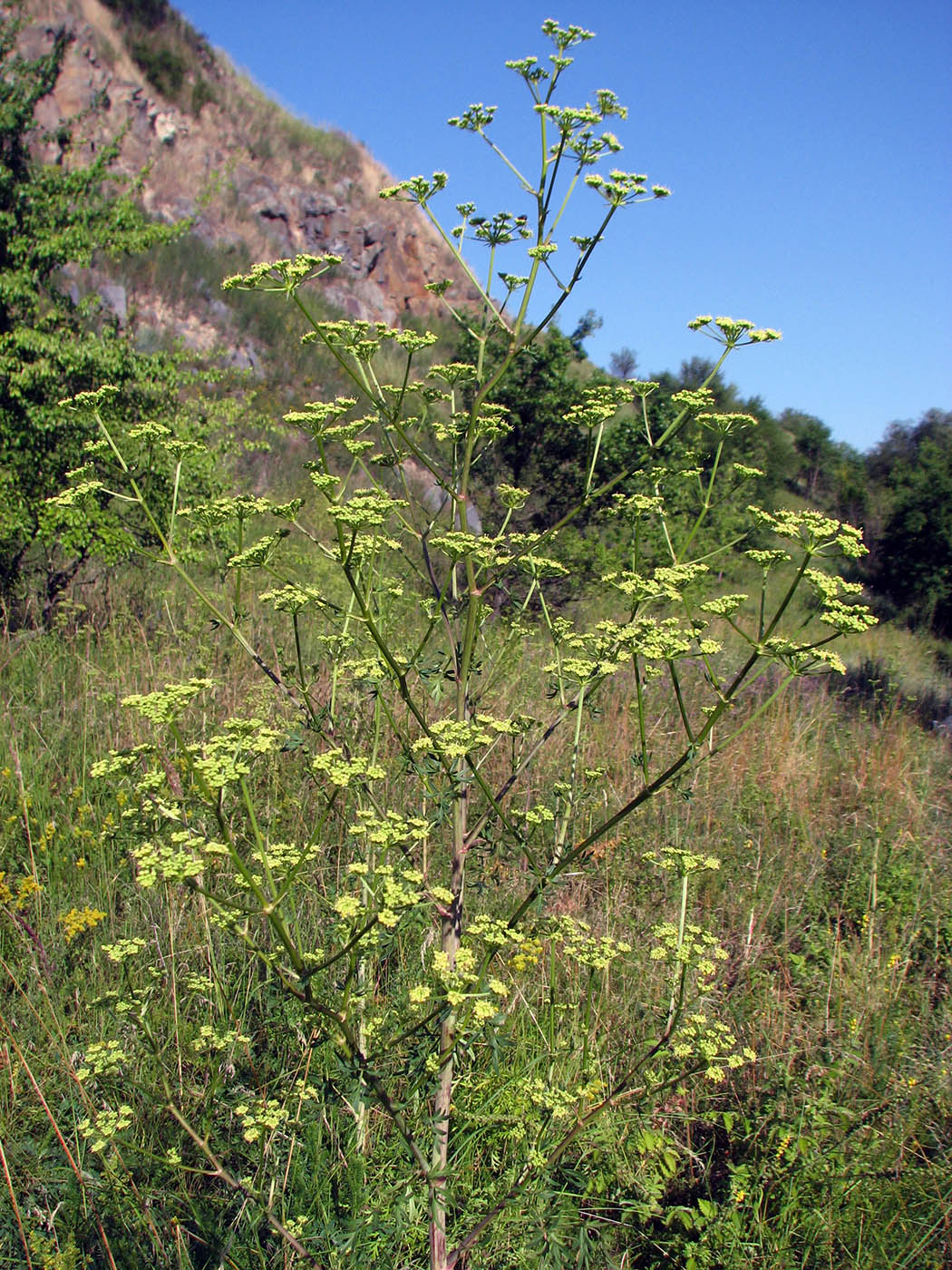 Изображение особи Xanthoselinum alsaticum.