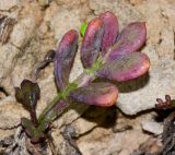 Crithmum maritimum. Отмирающий и разворачивающиеся листья. Израиль, Шарон, г. Герцлия, пос. Ноф Ям, высокий берег Средиземного моря, склон западной экспозиции, мягкий куркар с песком. 23.11.2014.