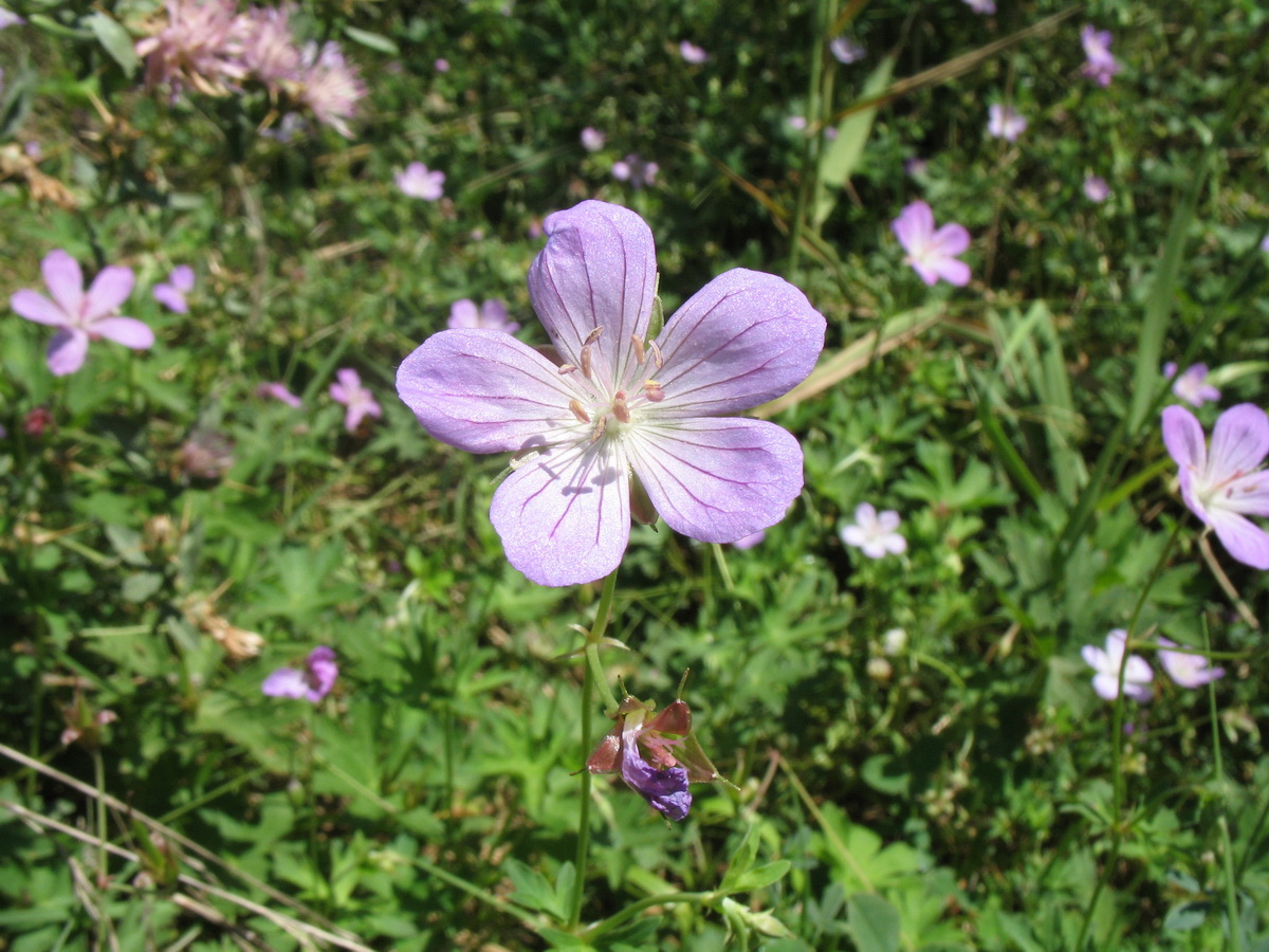 Изображение особи Geranium collinum.