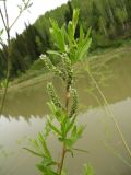 Image of taxon representative. Author is Алексей Малиновских