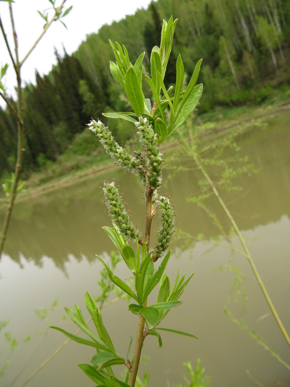 Image of Salix rorida specimen.