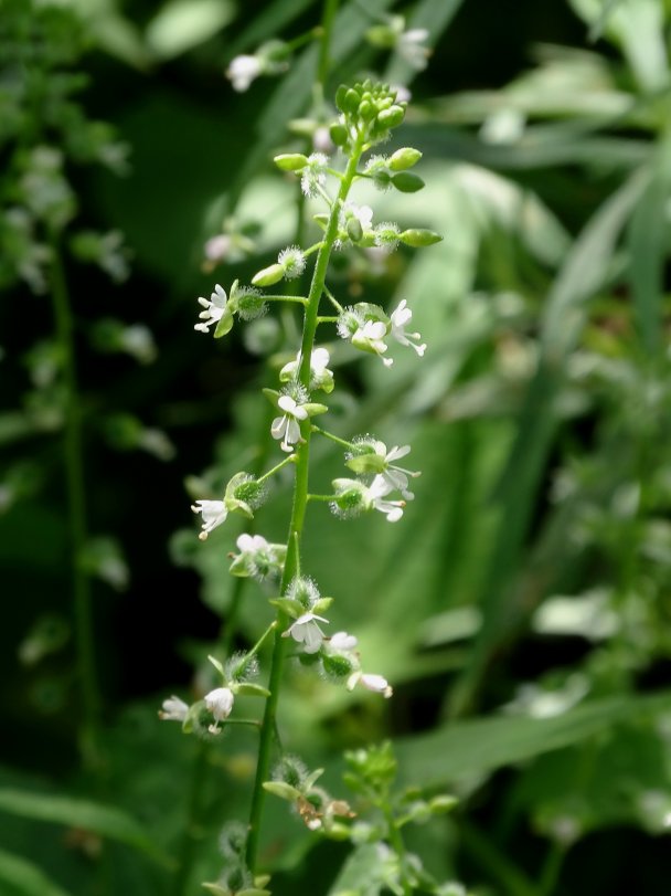 Image of Circaea lutetiana ssp. quadrisulcata specimen.