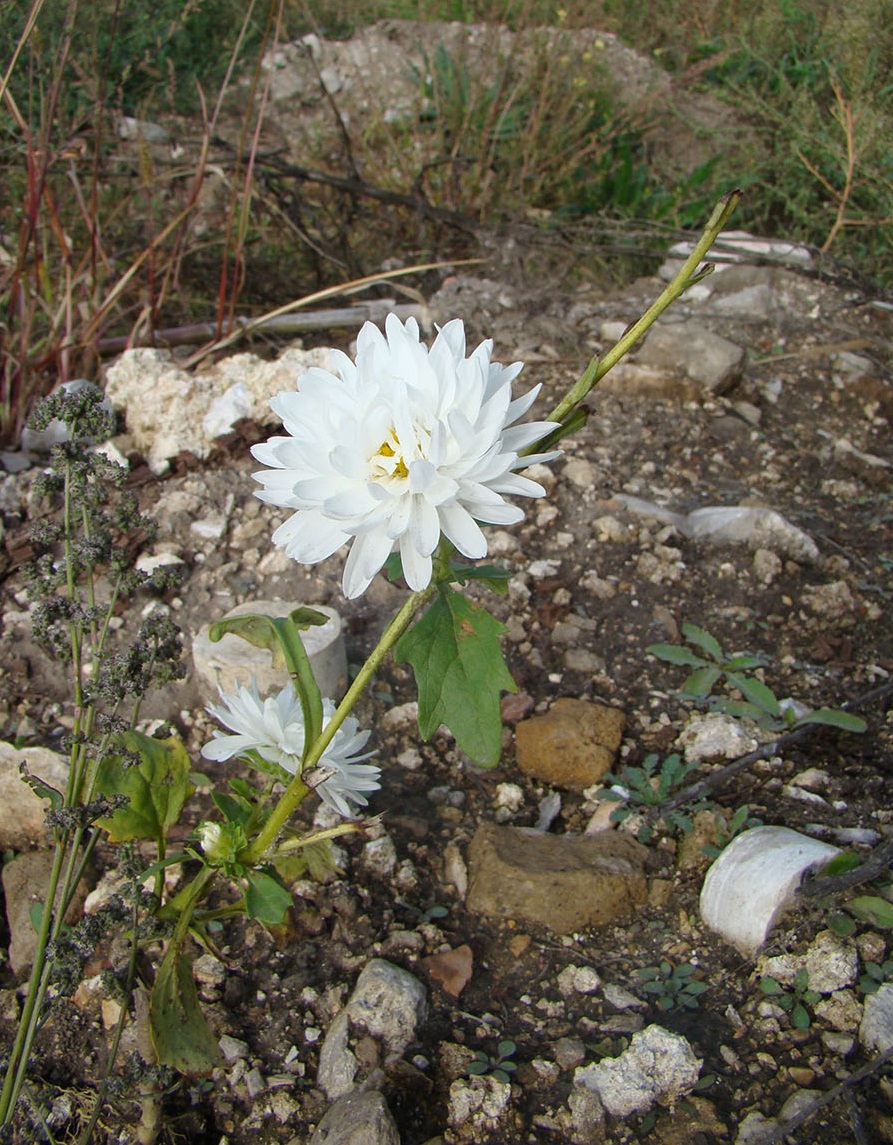 Image of Callistephus chinensis specimen.