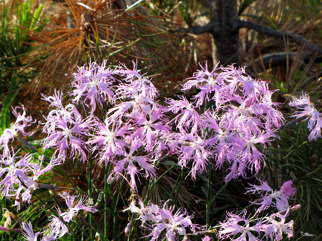 Изображение особи Dianthus superbus.