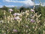 Centaurea diffusa