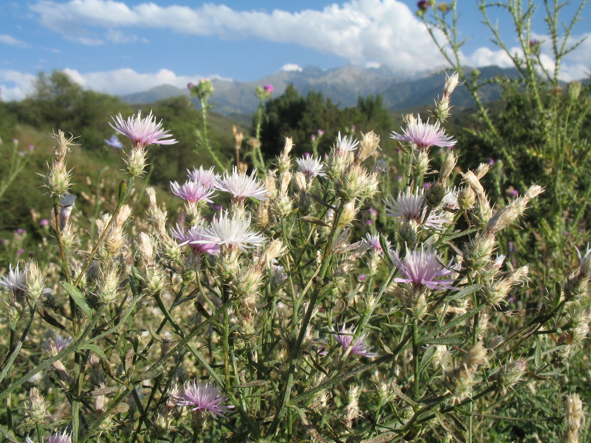 Изображение особи Centaurea diffusa.