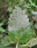Ballota nigra