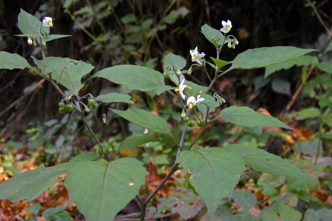 Изображение особи Solanum nigrum.