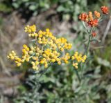 Helichrysum arenarium. Соцветия. Восточный Казахстан, Уланский р-н, окр. с. Украинка, сопки. 21.07.2012.