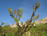 genus Salix