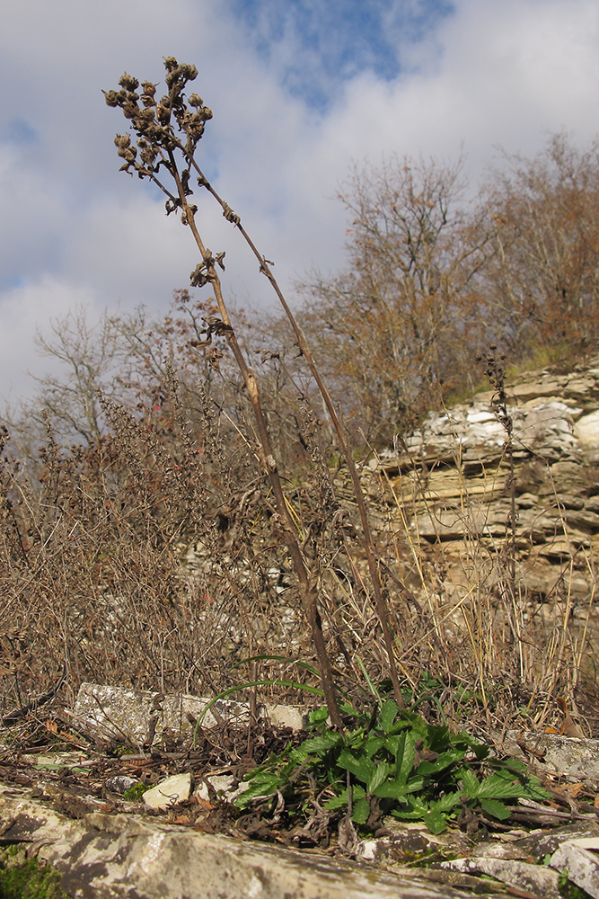 Image of Potentilla recta specimen.