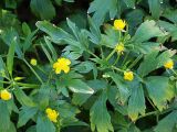 Ranunculus repens. Цветущее растение. Санкт-Петербург. 06.06.2009.