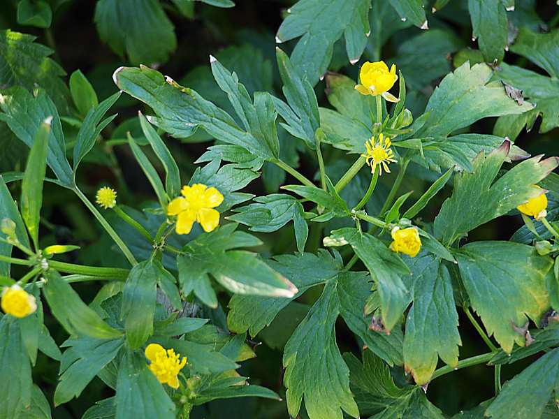 Image of Ranunculus repens specimen.