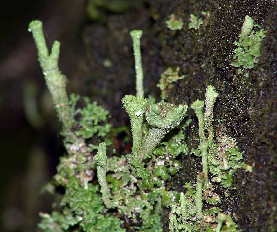 Image of genus Cladonia specimen.