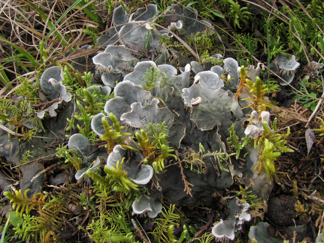 Image of Peltigera canina specimen.