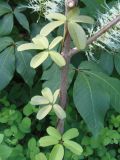 Akebia quinata