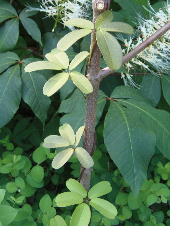 Image of Akebia quinata specimen.