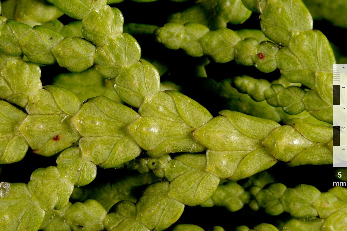 Image of Thuja occidentalis specimen.