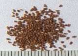 Draba siliquosa. Семена. Кабардино-Балкария, Зольский р-н, долина Джилы-Су. 27.07.2012.