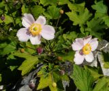 Anemone hupehensis