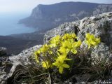 Draba cuspidata