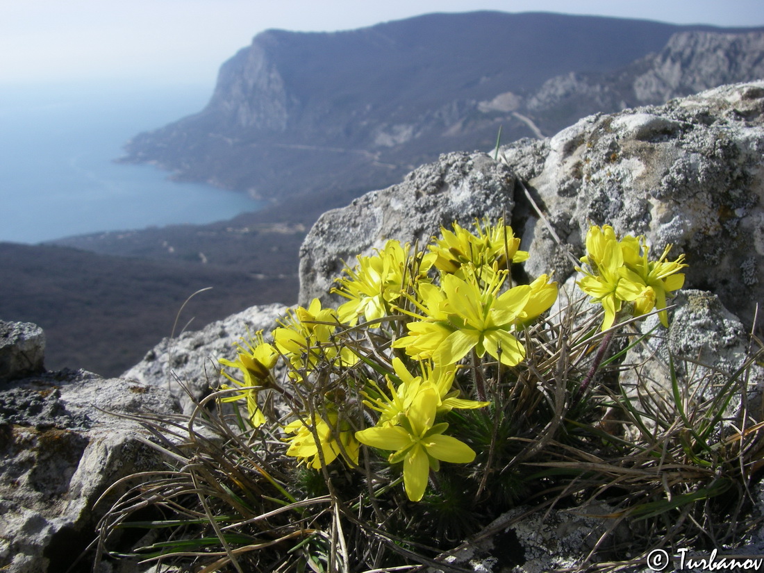 Image of Draba cuspidata specimen.