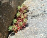 Saxifraga spinulosa. Плодоносящее растение, Иркутская обл. Шелеховский р-н, окр. с. Шаманка, скала на берегу р. Иркут, близ устья р. Куйтун. 05.07.2016.