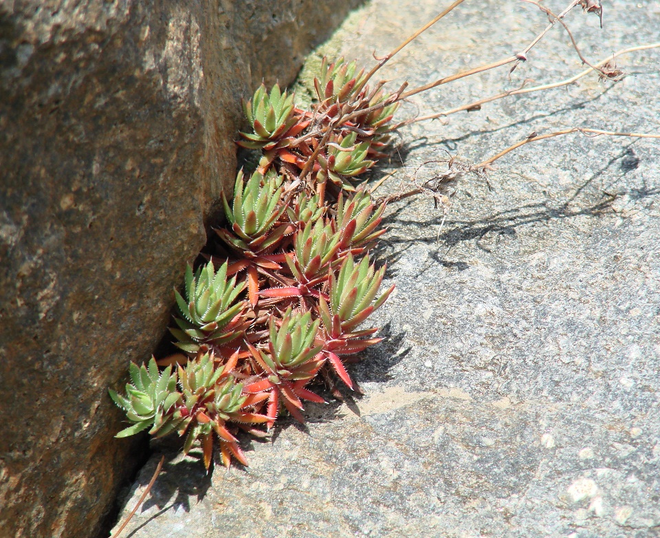 Изображение особи Saxifraga spinulosa.