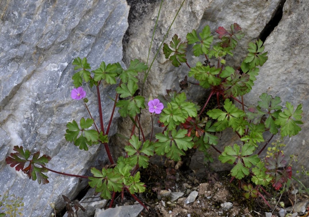 Изображение особи Geranium purpureum.