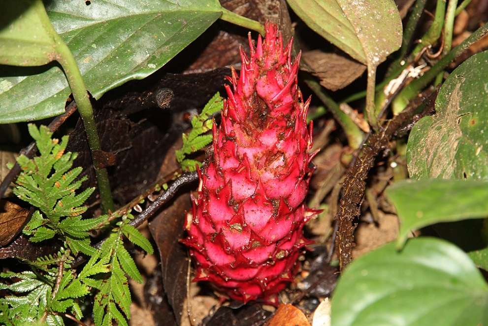 Image of Zingiber pseudopungens specimen.