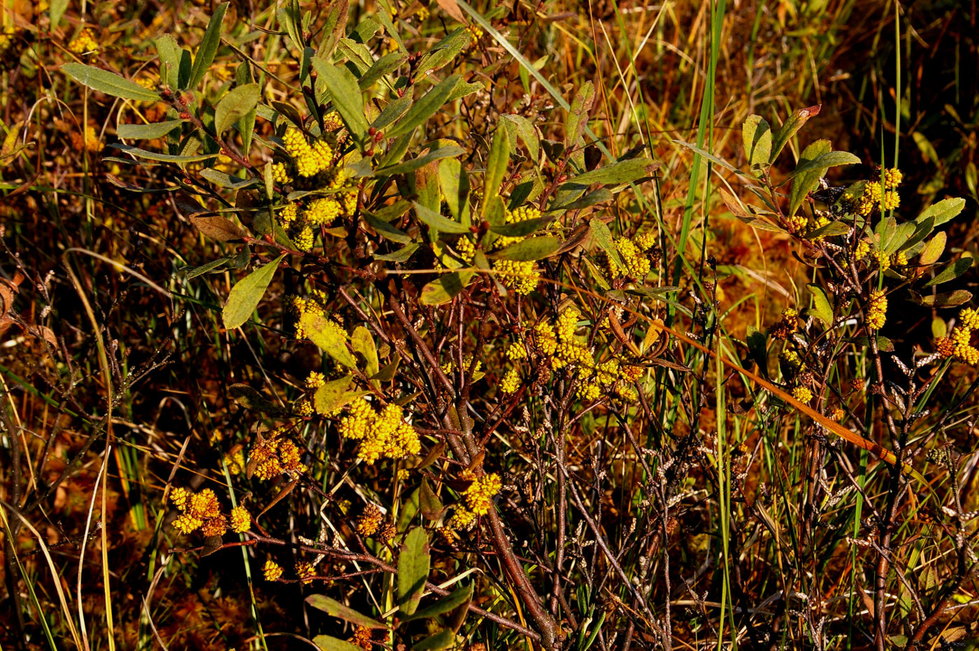 Image of Myrica gale specimen.