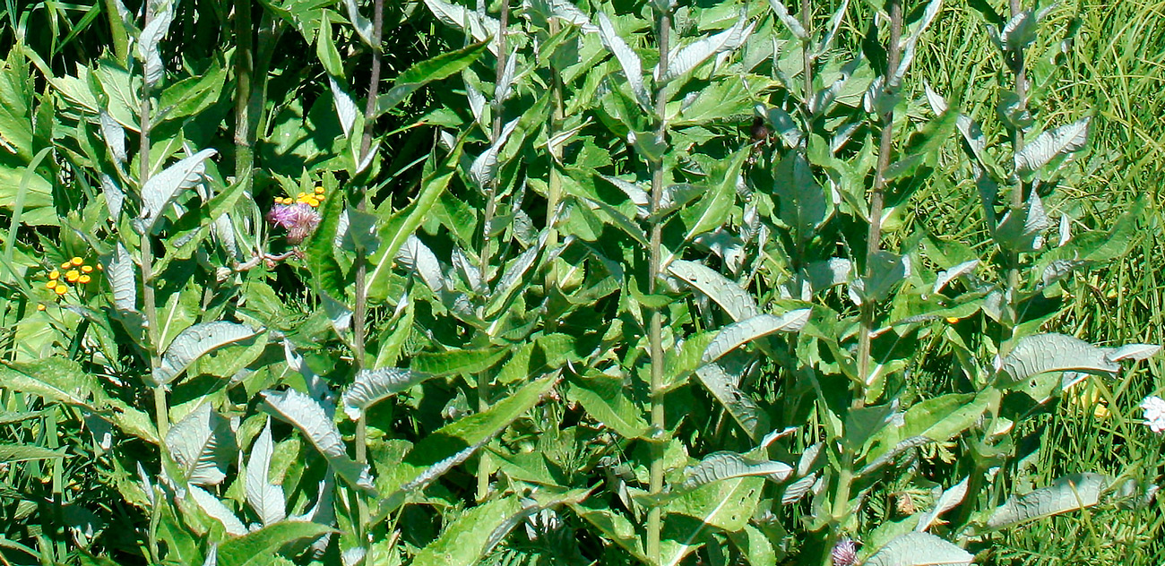 Image of Cirsium helenioides specimen.