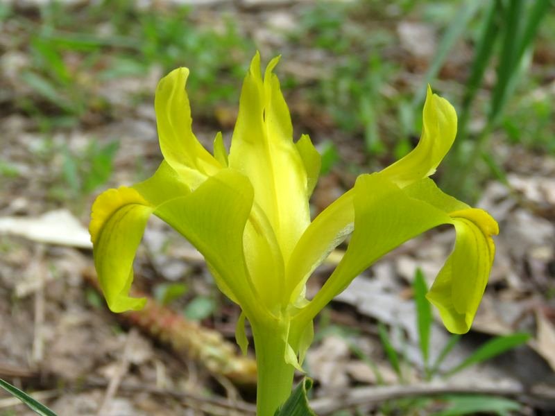 Image of Juno svetlanae specimen.