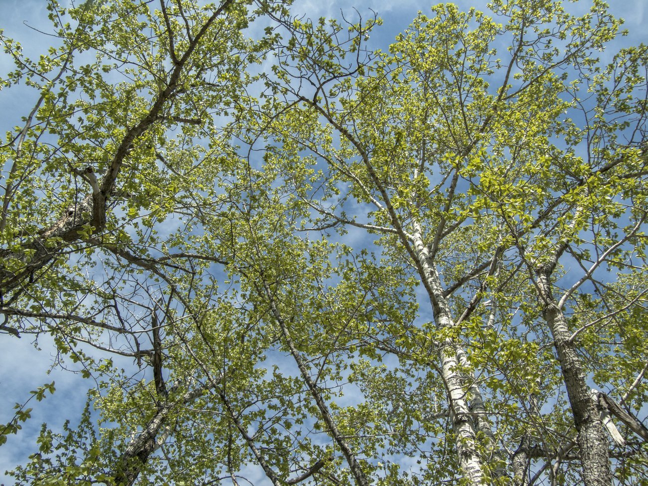 Image of Populus suaveolens specimen.