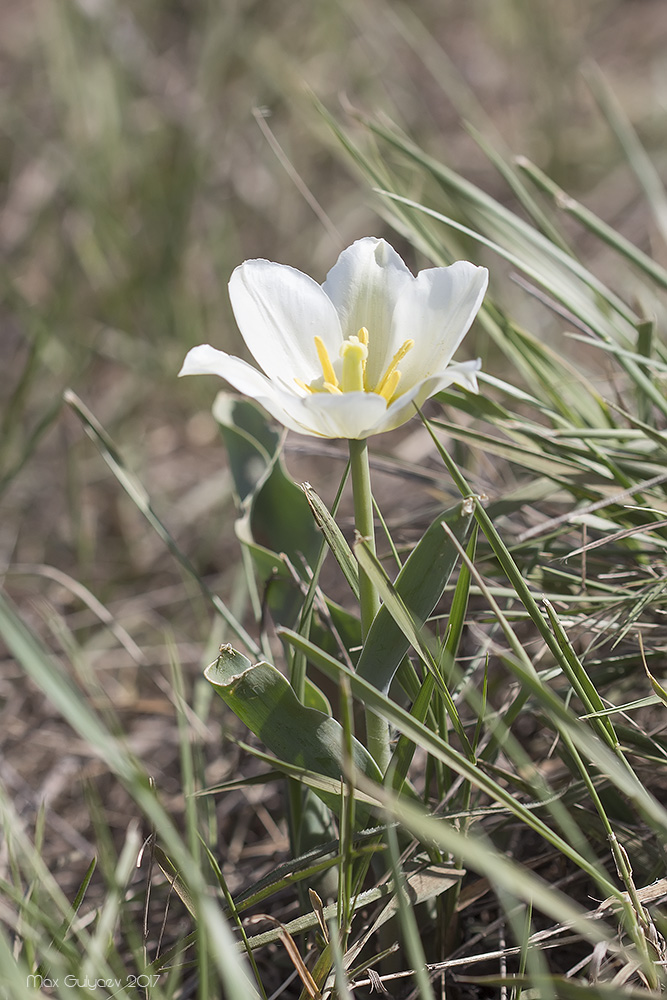 Изображение особи Tulipa suaveolens.