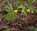 Anemone ranunculoides