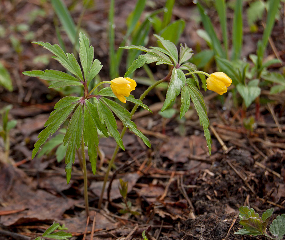 Image of Anemone ranunculoides specimen.