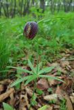 Fritillaria maximowiczii. Цветущее растение. Приморский край, окр. г. Находка, в дубовом лесу. 22.05.2017.