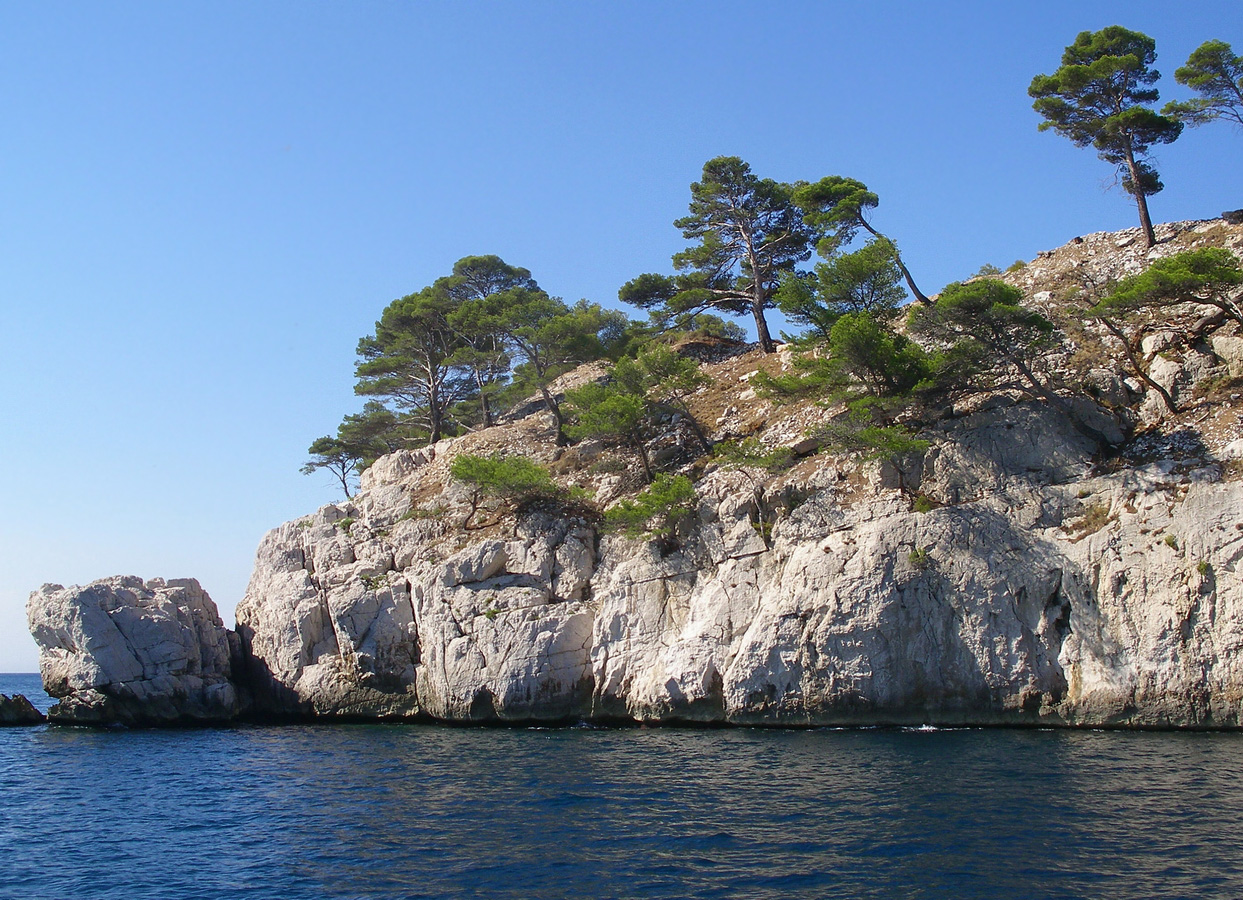 Image of Pinus halepensis specimen.