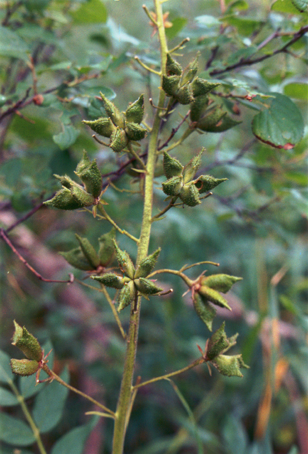 Image of Dictamnus gymnostylis specimen.