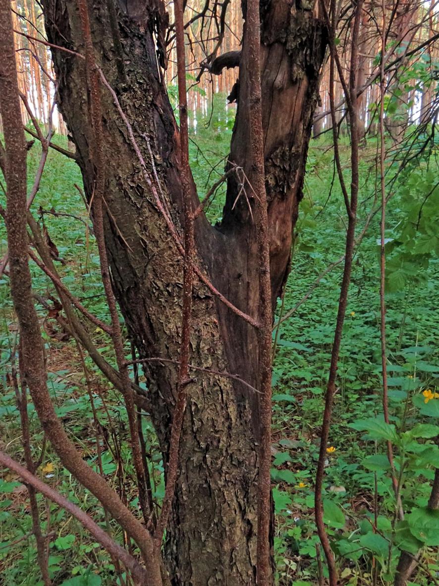 Изображение особи Malus sylvestris.