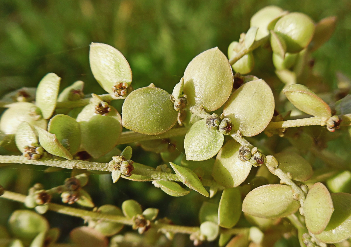 Изображение особи Atriplex sagittata.
