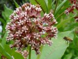 Asclepias syriaca. Соцветие с фуражирующими пчёлами и муравьями. Республика Адыгея, Красногвардейский р-н, аул Хатукай, пойма р. Кубань, песчаный вал (место, расчищенное для добычи песка методом гидронамыва). 18.06.2017.